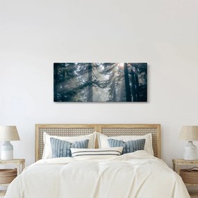 Obraz stromov s presvitajúcim slnkom (120x50 cm)