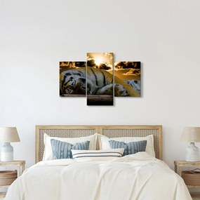 Obraz spiaceho tigra (90x60 cm)