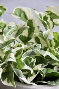 Epipremnum Pothos Aureum N-Joy