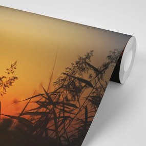 Samolepiaca fototapeta steblá trávy pri západe slnka - 150x100