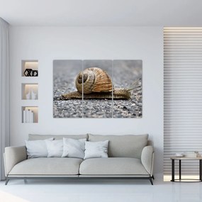 Ulita slimáka, obraz na stenu