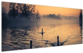 Obraz labutí na vode v hmle (120x50 cm)