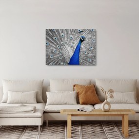 Sklenený obraz - modrý páv (70x50 cm)
