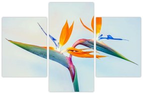 Obraz kvetu Strelícia (90x60 cm)