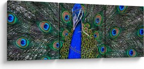 Obraz - Páv (s hodinami) (90x30 cm)