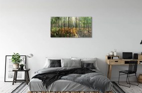 Obraz plexi Les breza 100x50 cm