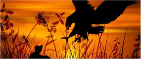 Obraz siluety dravca (120x50 cm)