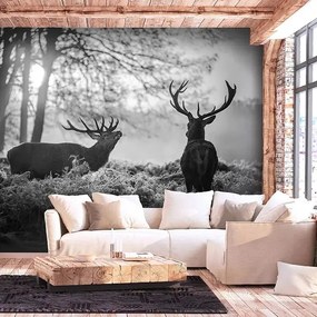 Fototapeta - Deers in the Morning Veľkosť: 100x70, Verzia: Premium
