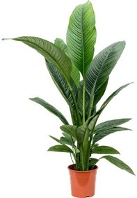 Spathiphyllum sensation bush pots.24cm v. 140 cm