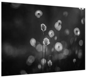 Sklenený obraz - Cottongrass na lúke (70x50 cm)