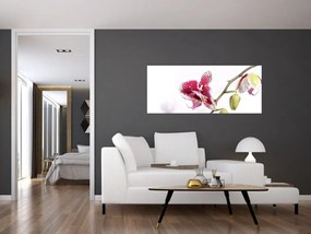 Obraz kvetu orchidey (120x50 cm)