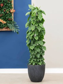 Philodendron scandens Column Pots. 27 cm v.130 cm