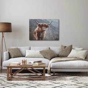 Obraz - Highlander krava (70x50 cm)