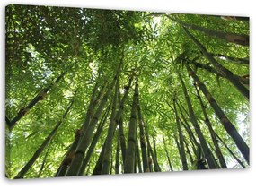 Obraz na plátně Příroda bambusového lesa - 120x80 cm