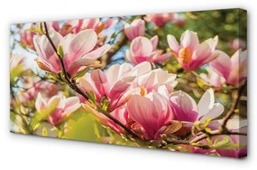 Obraz canvas ružová magnólia 100x50 cm